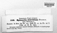 Leptosphaeria maculans image